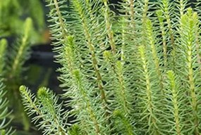 Hippuris vulgaris - Biopot diameter 7 cm