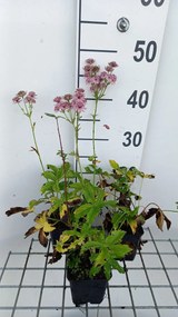 Astrantia major 'Rosea' - pot 9x9 cm -
