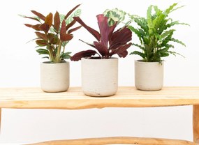 Combideal - Calathea Compactstar + Calathea Shinestar + Calathea Bluegrass