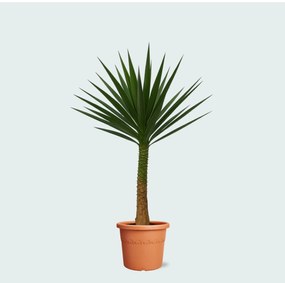 Yucca Elephantipes op stam - 230 cm