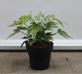 Fatsia japonica'Tsumugi-shibori'- pot - 30-40 cm
