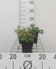 Oregano, wilde marjolein, palingkruid - pot 9x9 cm (Origanum vulgare) -
