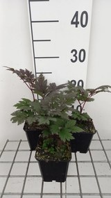 Actaea simplex 'Pink Spike' - pot 9x9 cm