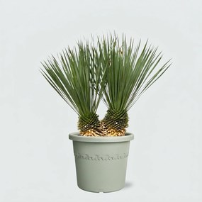 Yucca Rostrata dubbele stam - 100cm
