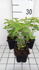 Monarda 'Elsie's Lavender' - pot 9x9 cm