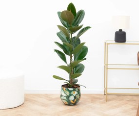 Ficus Elastica Robusta Struik - 90cm