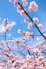 Foto Cherry Blossoms, Masahiro Makino