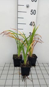 Hemerocallis 'Painted Trillium' - pot 9x9 cm