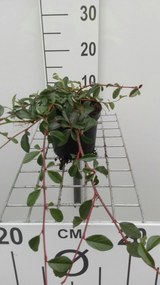 Cotoneaster dammeri 'Major' - pot 1,3L - 20-30 cm -