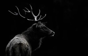 Foto The deer soul, Massimo Mei
