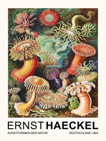 Kunstreproductie Actiniae–Seeanemonen / Sea Anemones (Vintage Academia) - Ernst Haeckel, (30 x 40 cm)