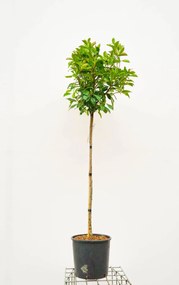 Photinia x fraseri 'Red Robin' - pot 15L - halfstam boom