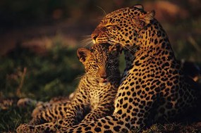 Foto Leopard mother and cub , resting, Anup Shah