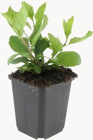 Planten Autumn Aster Aster ageratoides Asran, 12-delig
