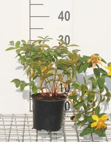 Hypericum 'Hidcote' - pot - 25-30 cm