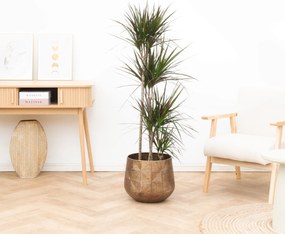 Dracaena Magenta - 160cm