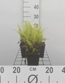 Pteridium aquilinum - pot 9x9 cm