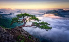 Foto On the rock, Tiger Seo