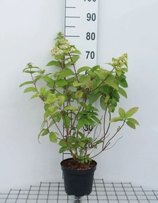 Hydrangea paniculata 'Ilvomindy' (Mega Mindy) - pot - 40-50 cm