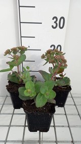 Sedum 'Matrona' - pot 9x9 cm -