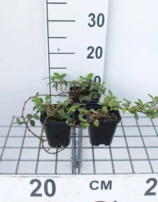 Cotoneaster dammeri 'Major' - pot 9x9 cm - 20-25 cm