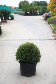 Taxus baccata - pot - bolvorm diameter 60+ cm