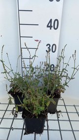 Verbena officinalis - ijzerhard/ijzerkruid - pot 9x9 cm -