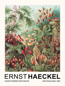 Kunstreproductie Muscinae–Laubmoose / Rainforest Plants (Vintage Academia) - Ernst Haeckel, (30 x 40 cm)