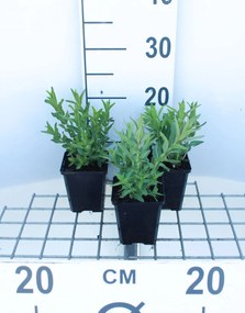 Lythrum salicaria - pot 9x9 cm -