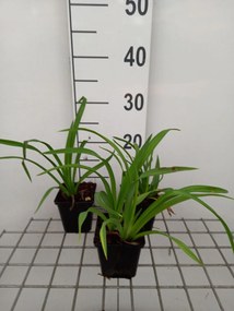 Hemerocallis 'Mauna Loa' - pot 9x9 cm -