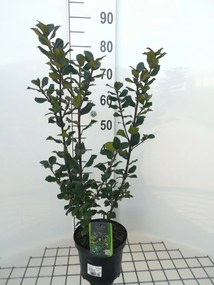 Ilex x meserveae 'Blue Prince' - pot - 40-60 cm -