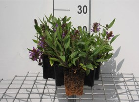 Prunella grandiflora - pot 9x9 cm -