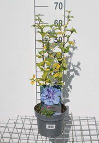 Hibiscus syriacus 'Notwood3' (Blue Chiffon) - pot - 40-60 cm