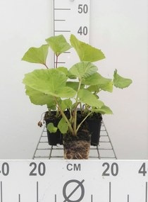 Petasites hybridus - pot 9x9 cm -
