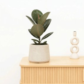 Ficus Elastica Robusta - 40 cm