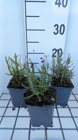 Lavandula angustifolia 'Balavurlu' (SuperBlue) - pot 9x9 cm -
