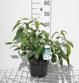 Viburnum plicatum 'Mariesii' - pot - 40-60 cm