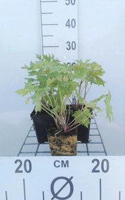 Delphinium 'Astolat' - pot 9x9 cm -