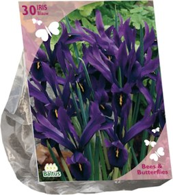 Baltus Bees &amp; Butterflies 'Iris Reticulata' voorjaarsbloeiers - Paars - 30 bloembollen