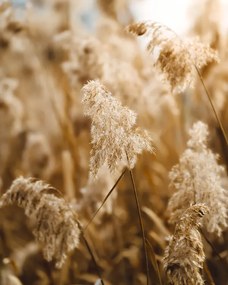 Foto Reed flower, Josip Milievi