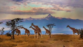 Foto Herd of Reticulated giraffes in front, Manoj Shah, (40 x 22.5 cm)