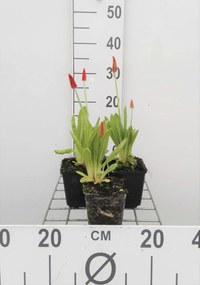 Primula vialii - pot 9x9 cm -