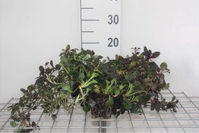 Ajuga reptans 'Atropurpurea' - pot 9x9 cm -