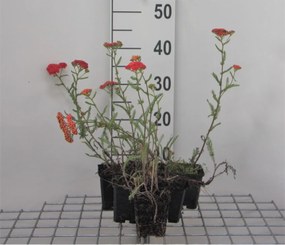 Achillea millefolium 'Paprika' - pot 9x9 cm -
