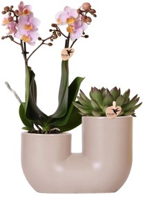 Combi deal - Orchidee Andorra + Succulent Miranda in pot Tube