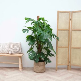 Monstera Deliciosa XXL - 140cm
