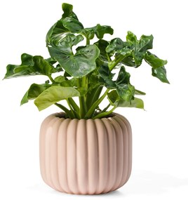 HEMA Bloempot Aardewerk Ø17x16 Lichtbruin (naturel)
