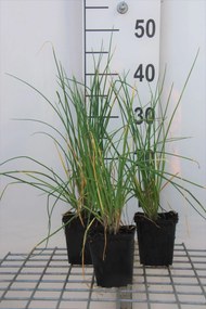 Allium sphaerocephalon - Trommelstokje - pot 9x9 cm -