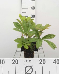 Rodgersia pinnata - pot 9x9 cm