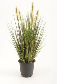 Emerald siergras groen 45cm